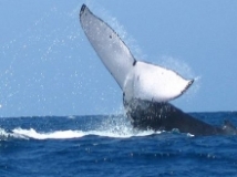 Imagen Ballenas Jorobadas